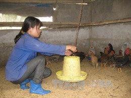 Nông dân Ninh Bình nuôi gà nòi Ja-Dabaco